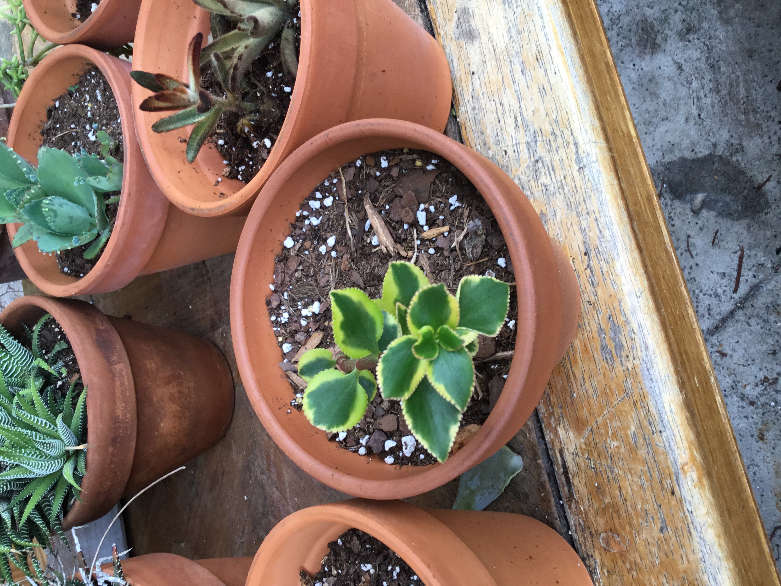 Crassula sarmentosa variegata.jpg